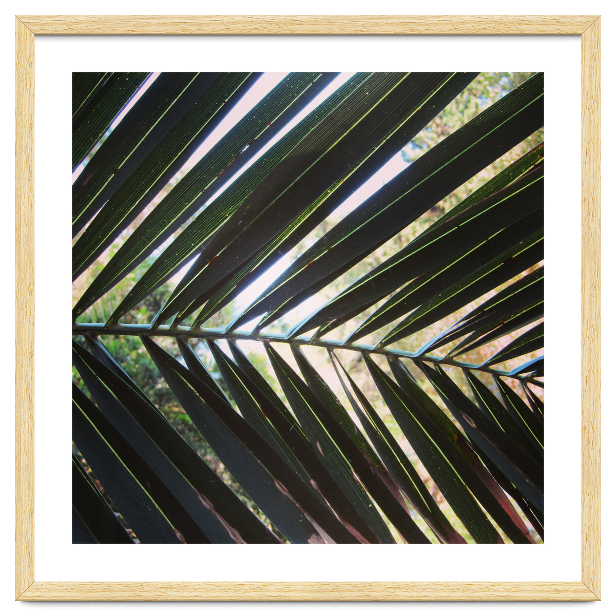 Palm leaf