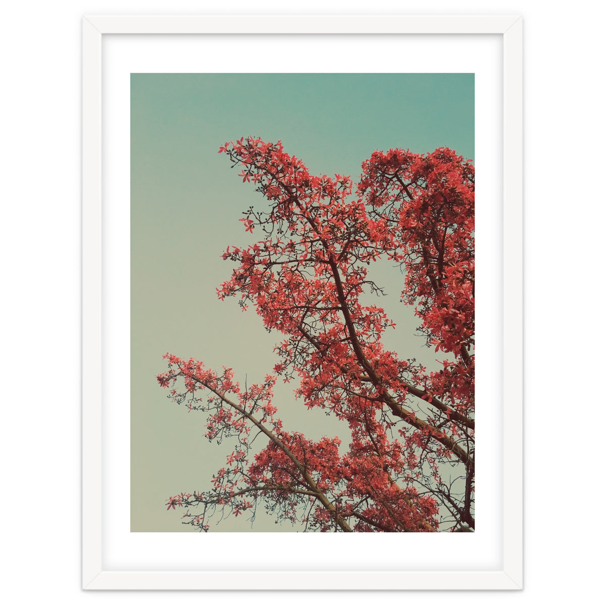 Red blossoms