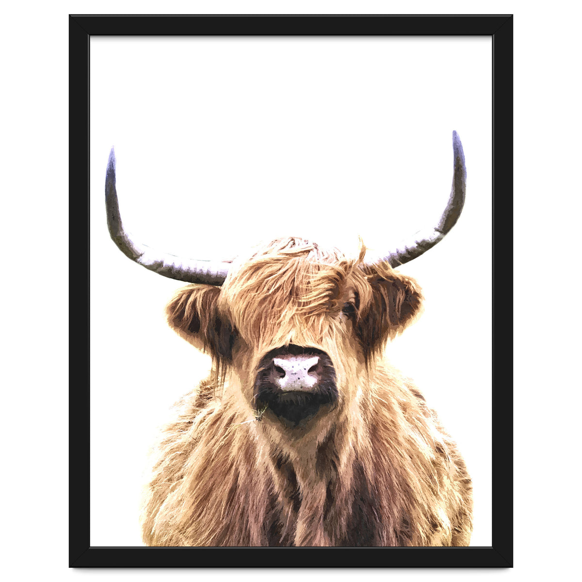 Highland Cow Portrait