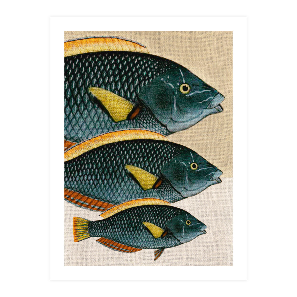Fish Classic Designs 10 (Print Only)