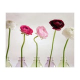Ranunkulus (Print Only) thumbnail
