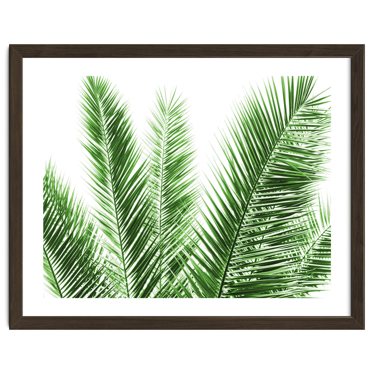Palm Leaves