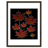 Red Autumn Leaves on Black Ground.
