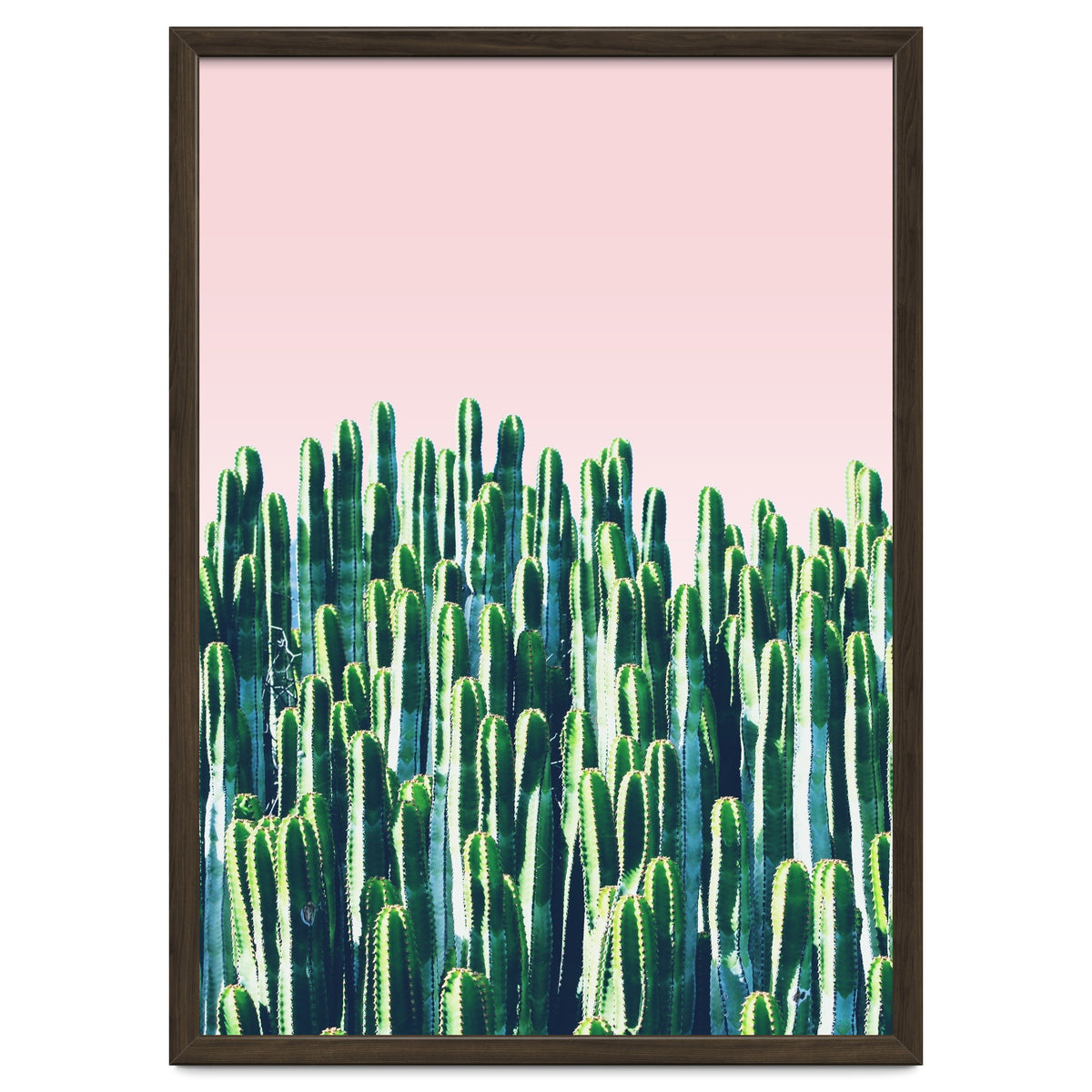 Cactus & Sunset II
