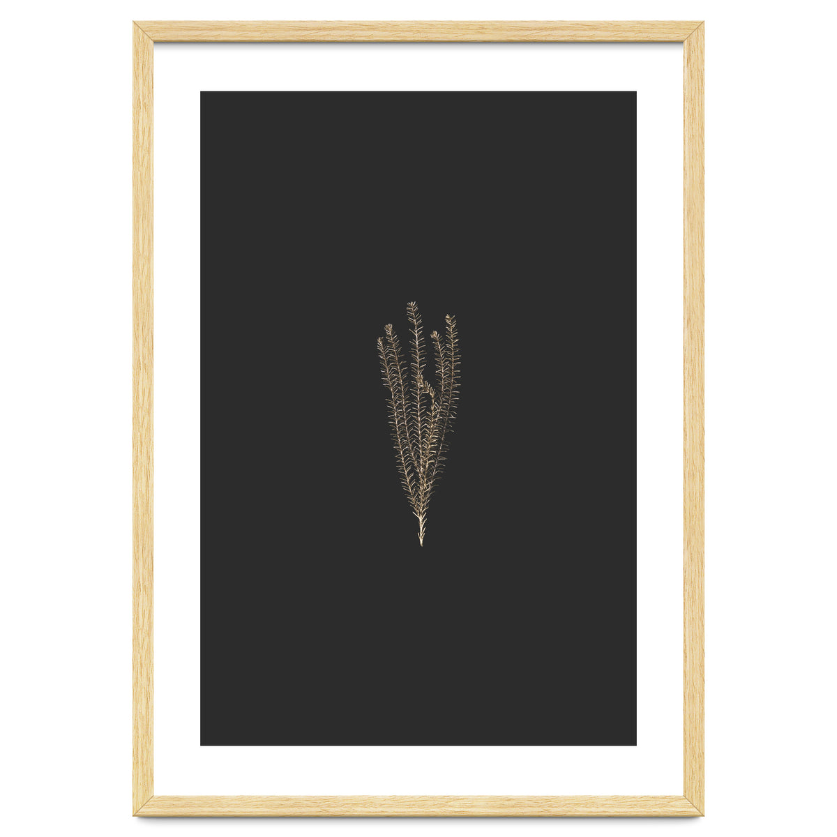 Delicate Fynbos Botanicals in Gold and Black