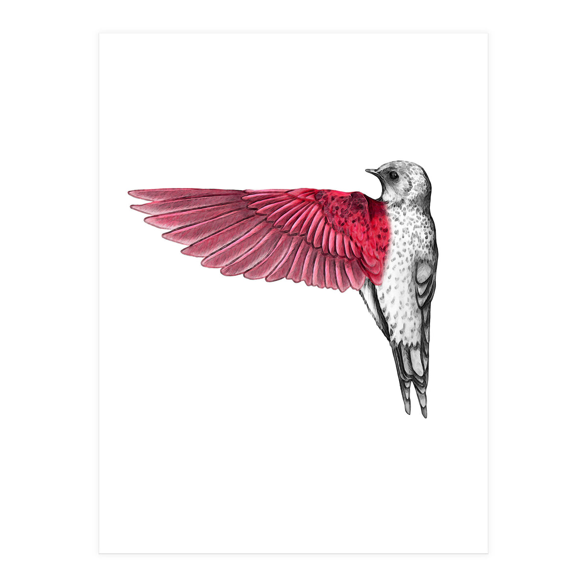 uccello rosso (Print Only)