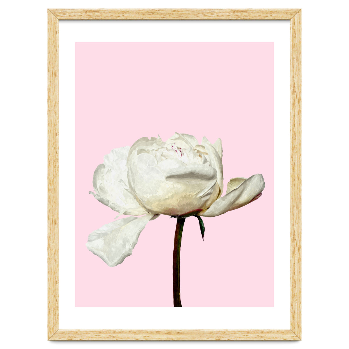 White Peony Pink Background