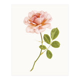 Cc Roses 01 (Print Only) thumbnail