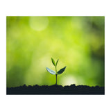 Plant in Nature (Print Only) thumbnail