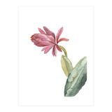 Botanical Illustration Pink Cactus Flower (Print Only) thumbnail