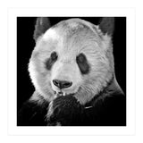 Great Panda (Print Only) thumbnail