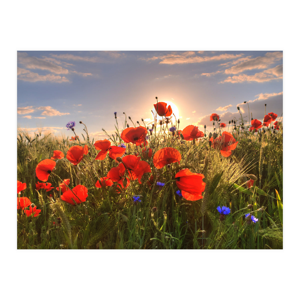 Poppies Light (Print Only)