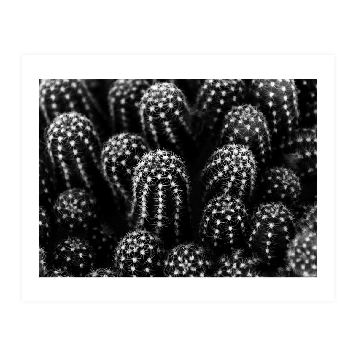 Cactus (Print Only)