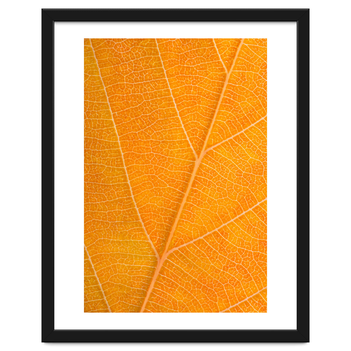 Autumn Leaf