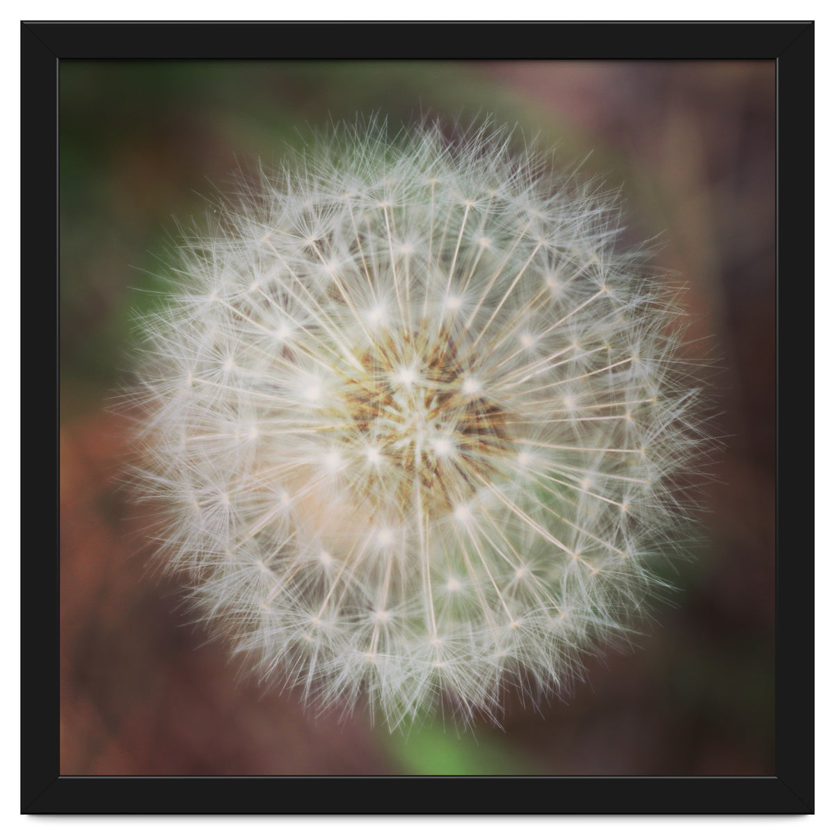 dandelion clock