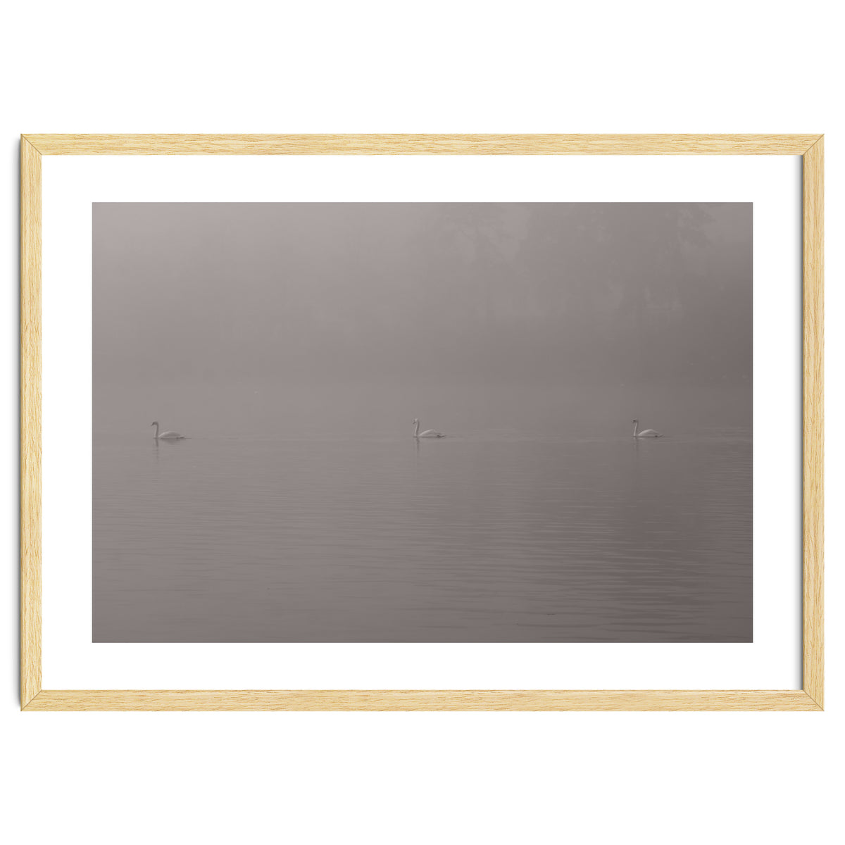 Swans in the mist