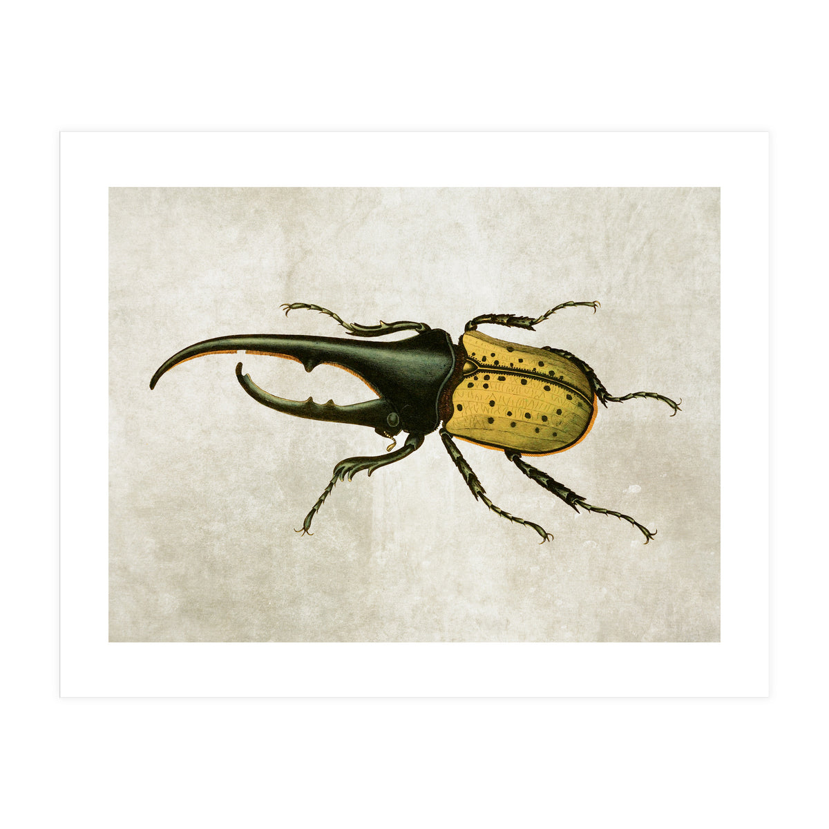 83 (Print Only)