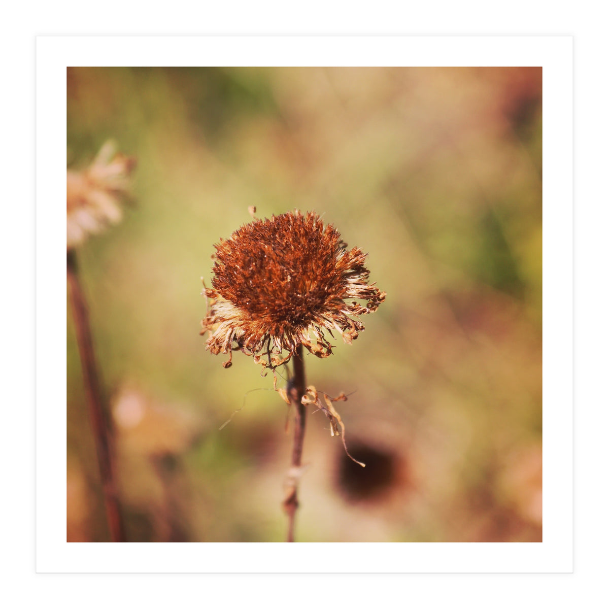 dried daisy (Print Only)