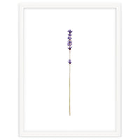 Lavender twig