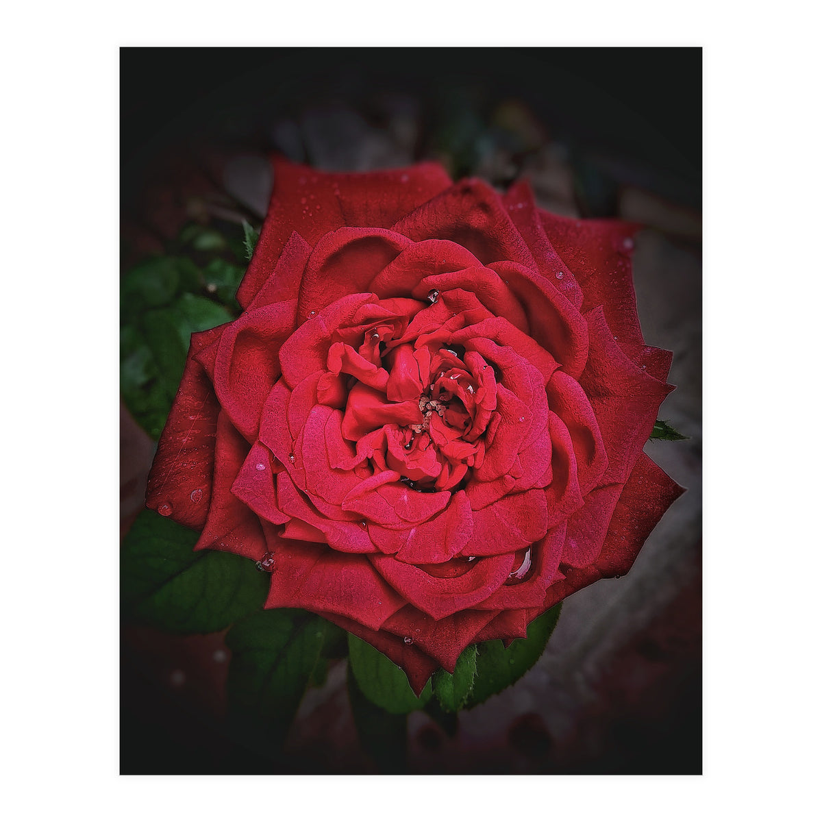 Red Rose (Print Only)
