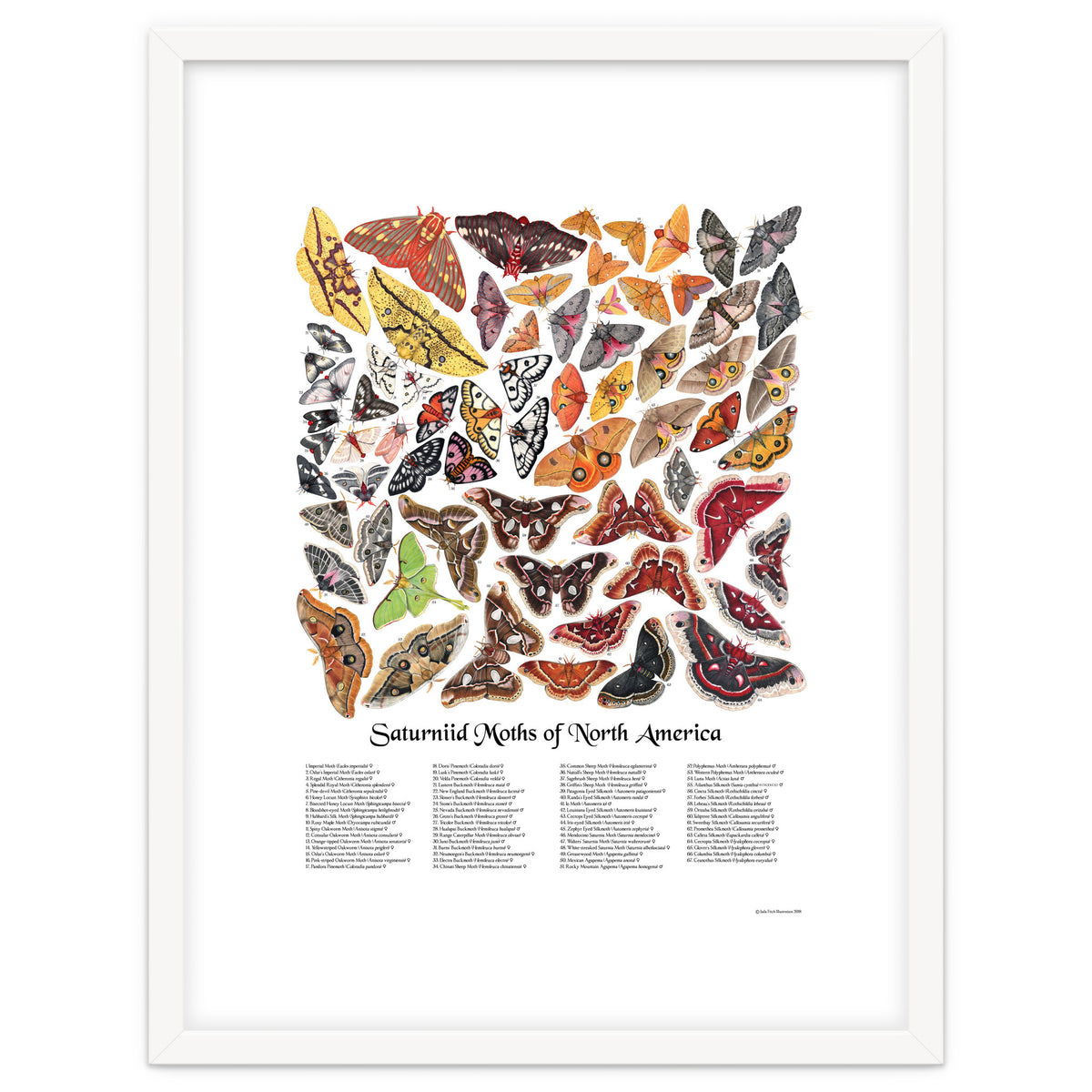 Saturniid Moths of North America