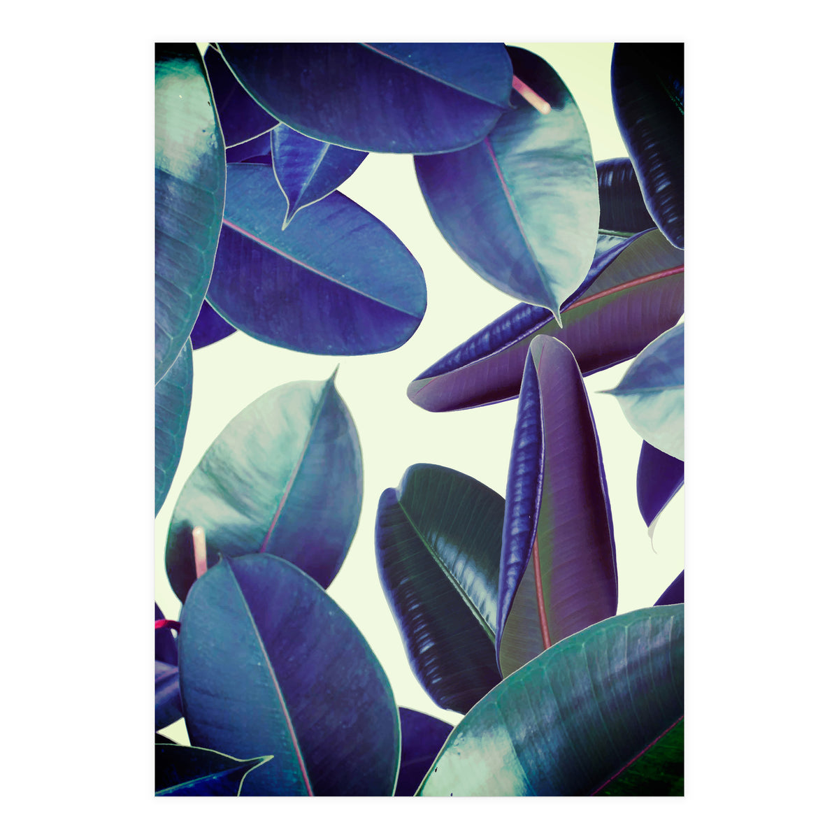 Elastica Amaro (Print Only)