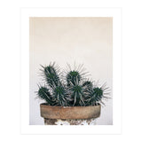 cactus nature XI (Print Only) thumbnail