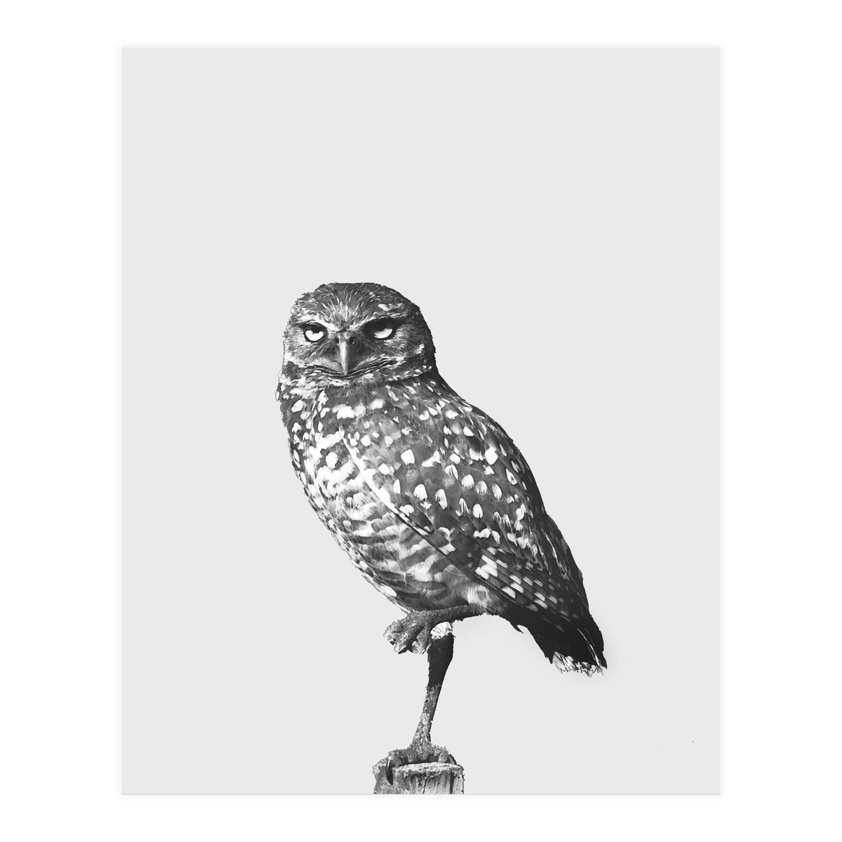 civetta (Print Only)