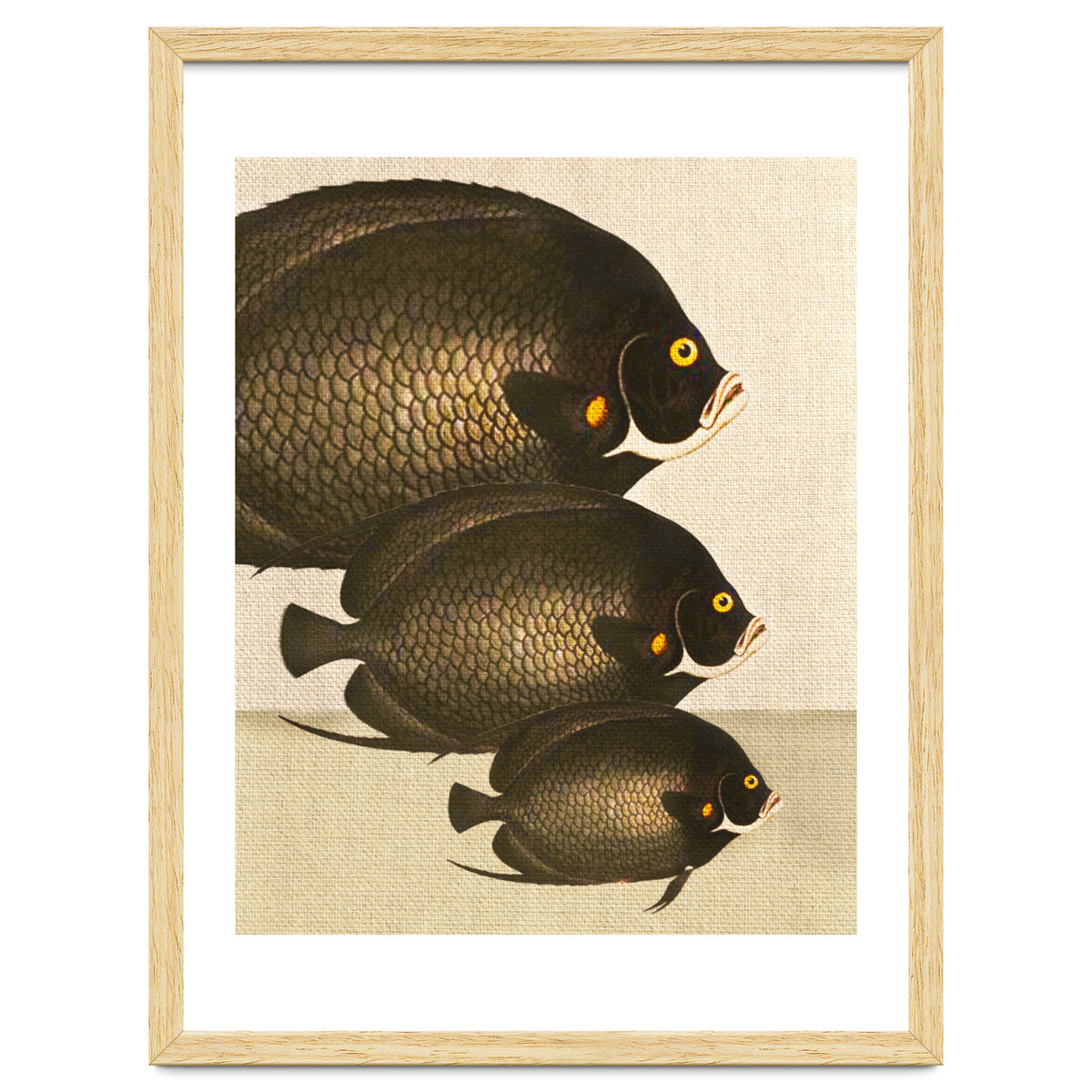 Fish Classic Designs 11