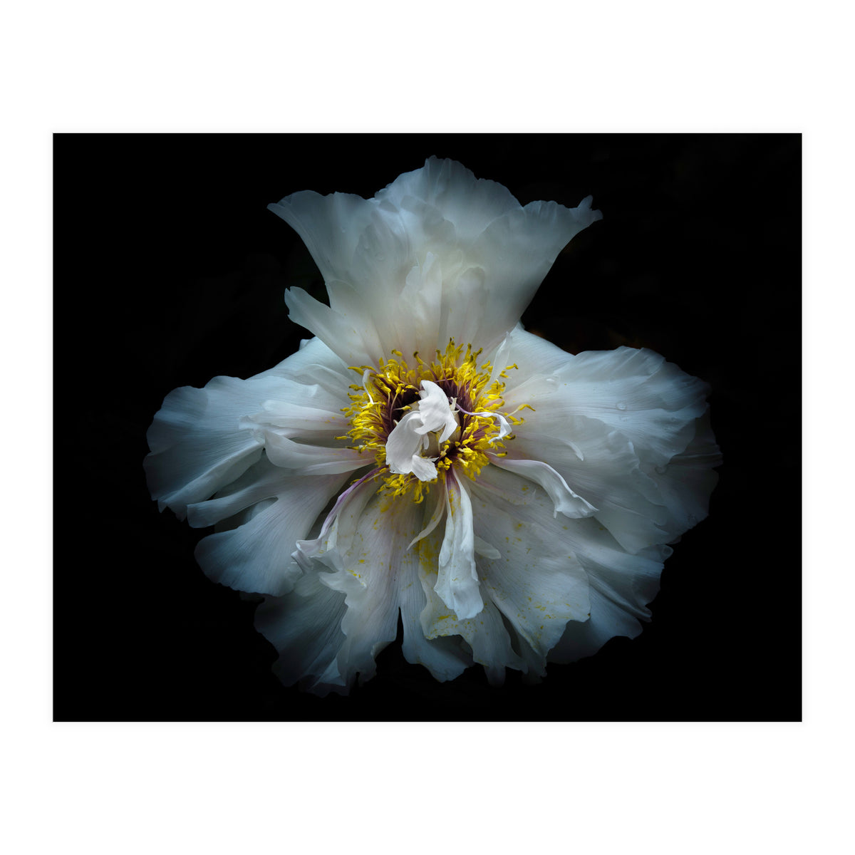 Backyard Flowers 49 Color Version (Print Only)