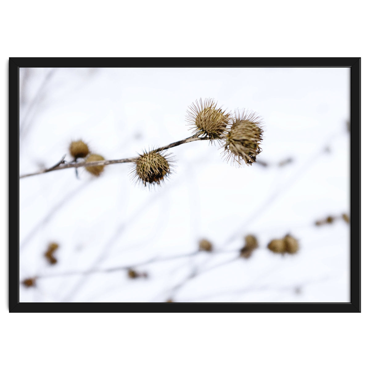 Winter Thistles
