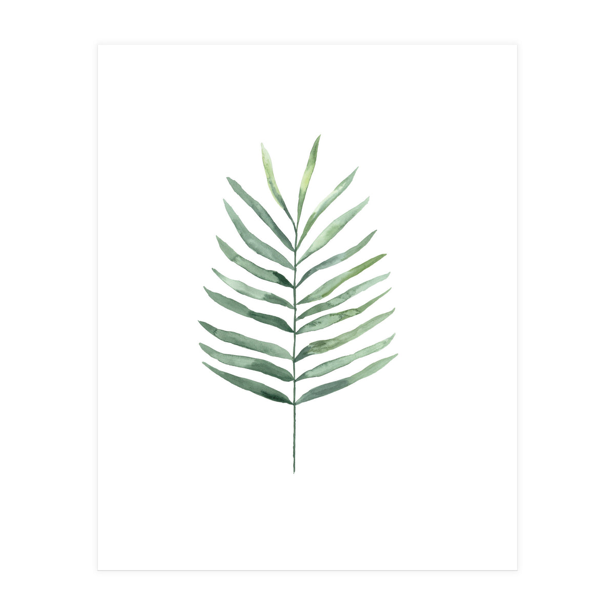 Botanical Illustration Fern (Print Only)