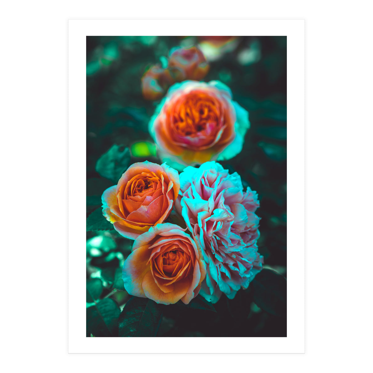 Rose Flowers  (Print Only)