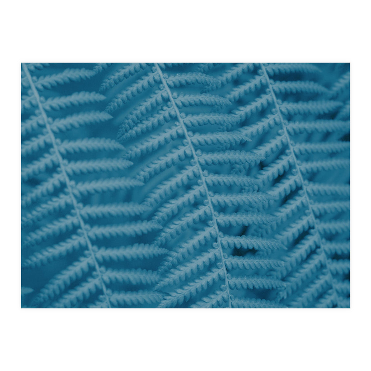 Pteridopsida 3 (Print Only)