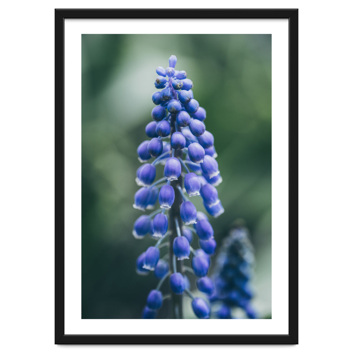 Blue Bells