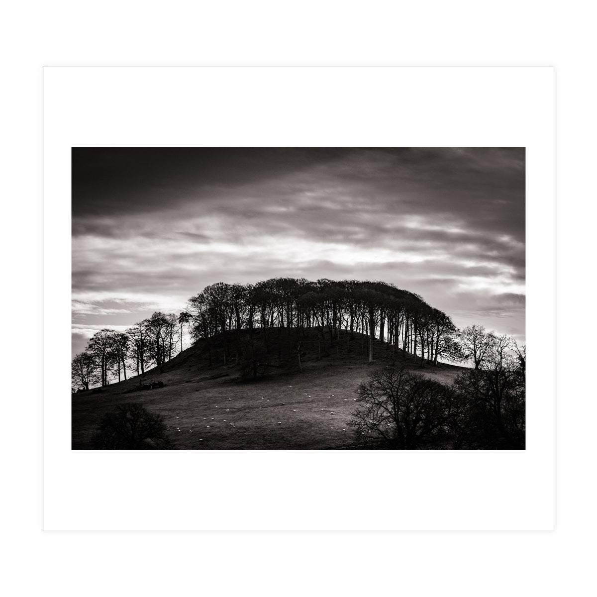 Trees in Silhouette (Print Only)