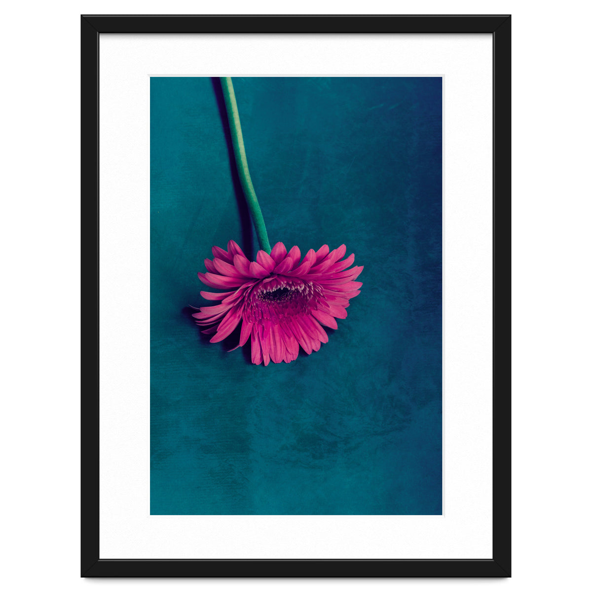 Gerbera for love