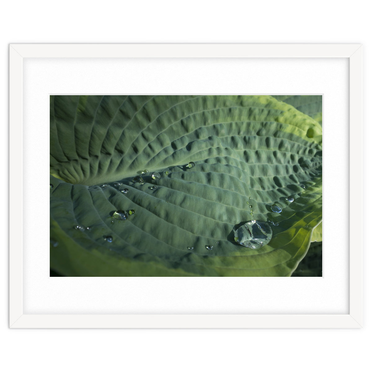 Hosta With Raindrops
