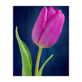 Tulip (Print Only) thumbnail