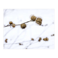 Winter Thistles (Print Only)