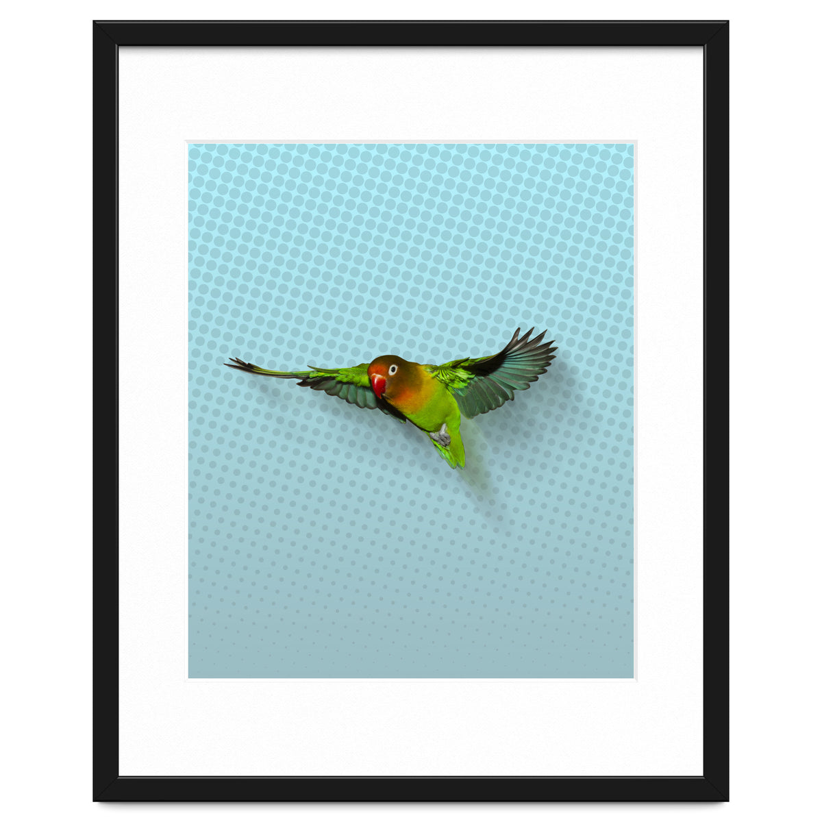 Flying lovebird