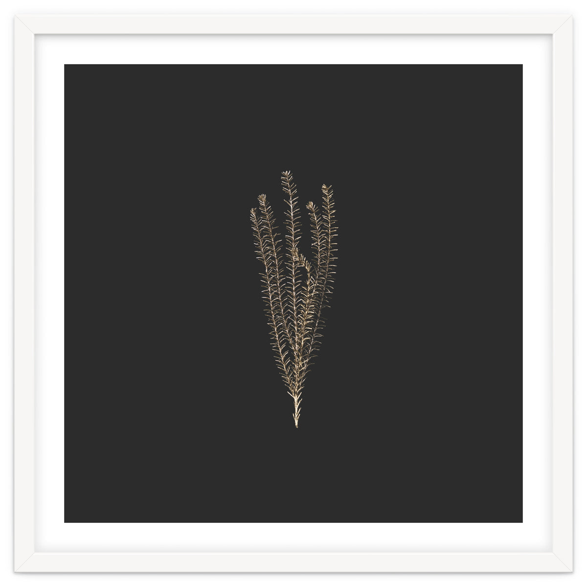 Delicate Fynbos Botanicals in Gold and Black - Square