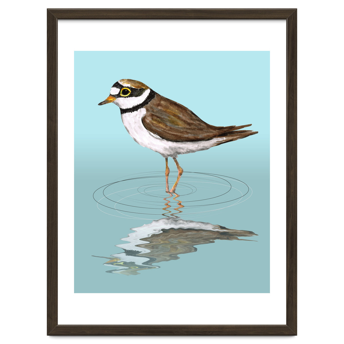 Little ringed  plover