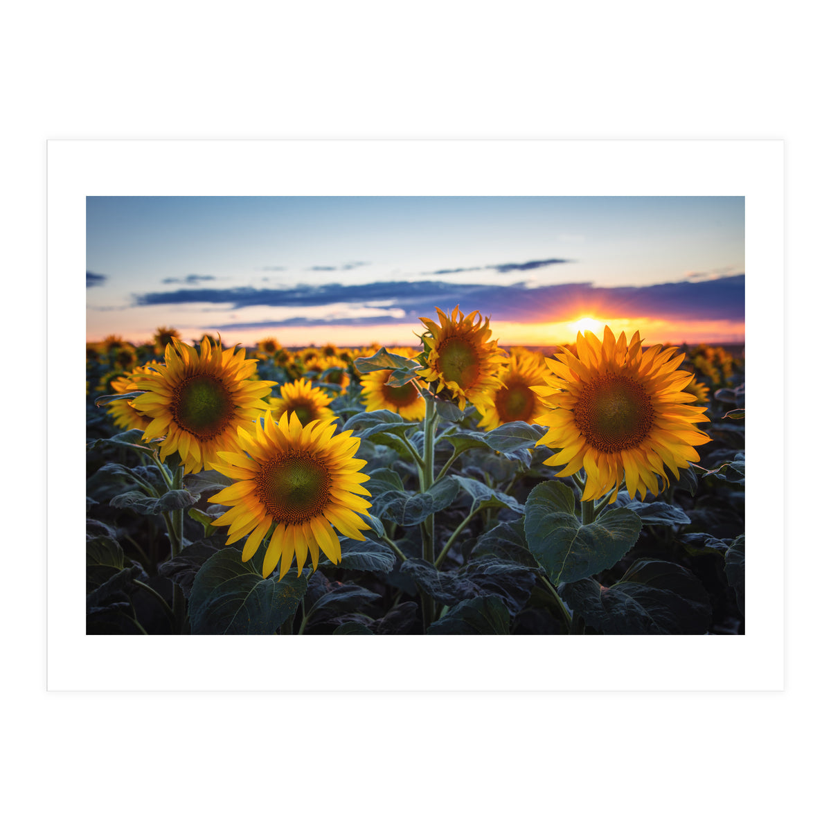 Sunflowers (Print Only)