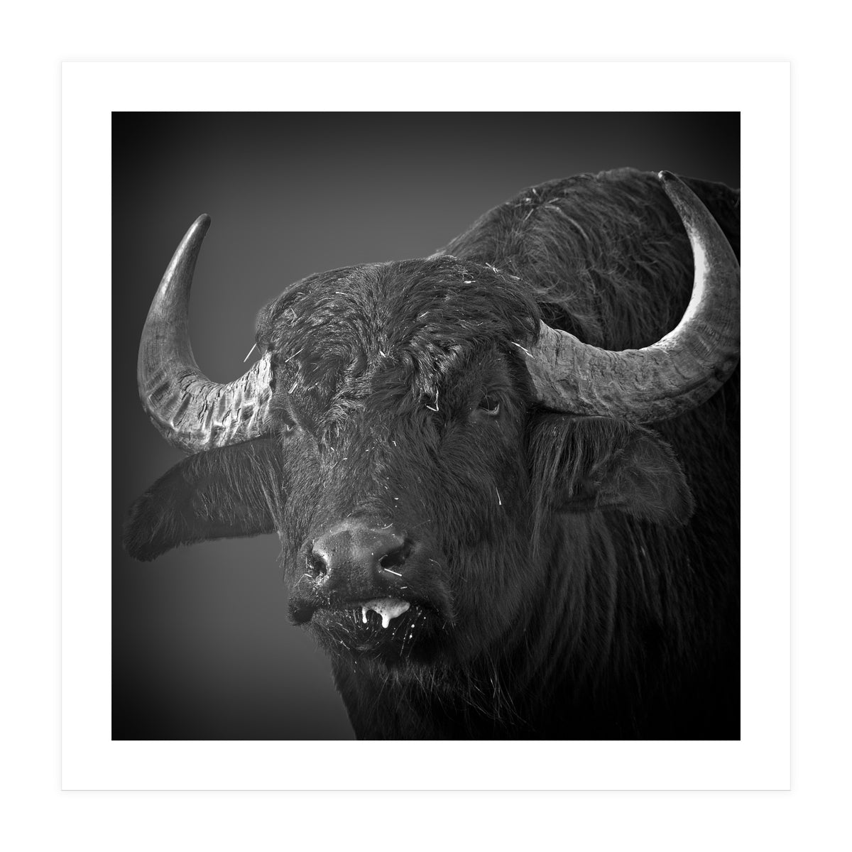 Water buffalo (Print Only)