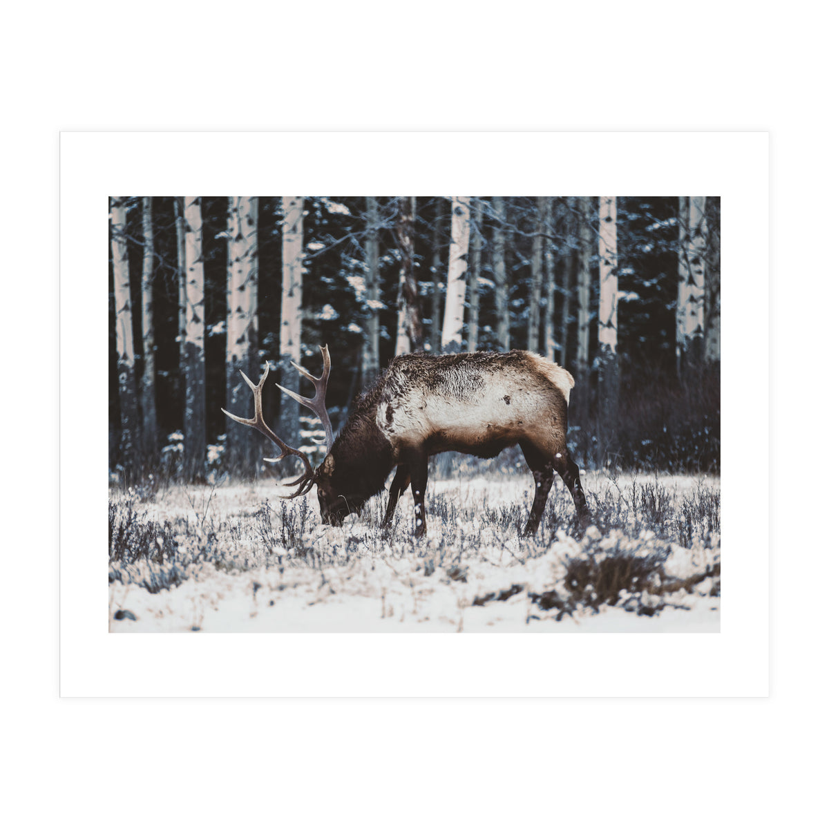 animal print (Print Only)