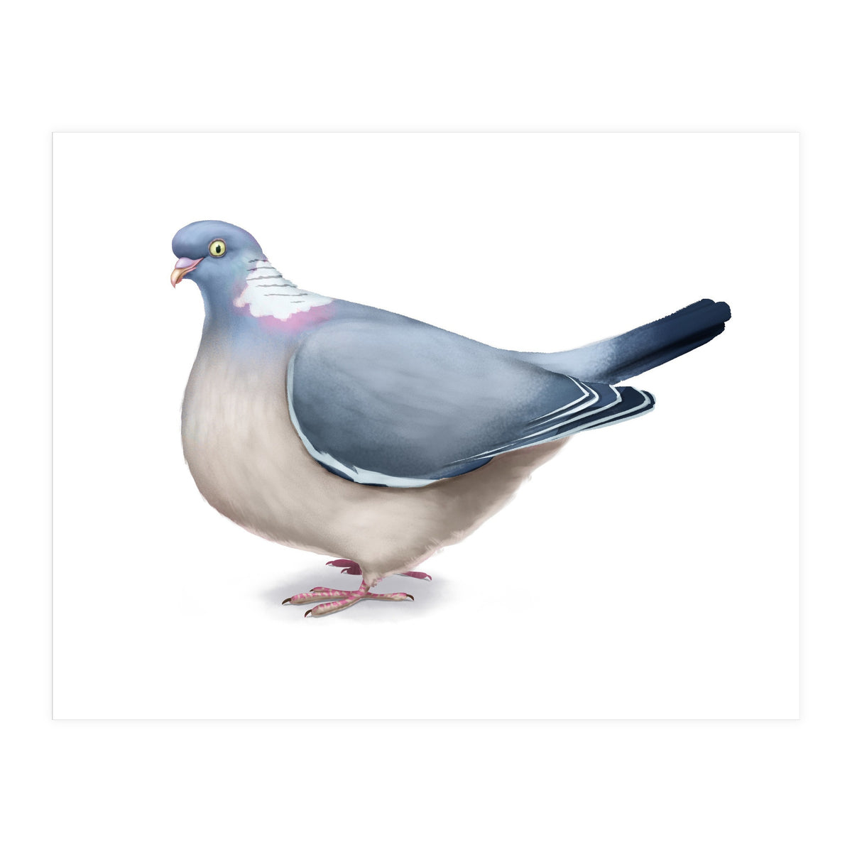 Wood Pigeon (Print Only)