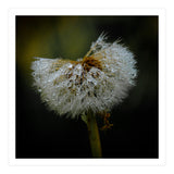 Dandelion with Raindrops (Print Only) thumbnail