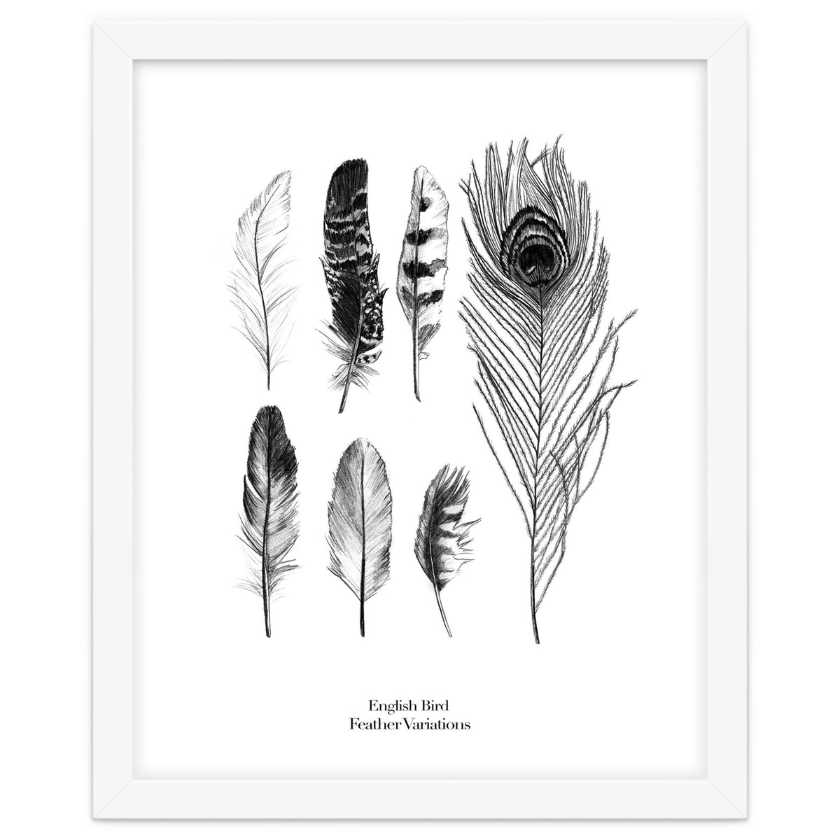 English Feather Variations