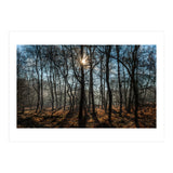 A Special Morning in Heath Warren Woods - Hampshire (Print Only) thumbnail